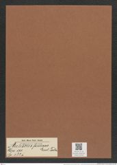 Auliscus formosa Lend.-Fortm. (de-Toni-Nr.: Genus 171, Species 4325) Zeichnungen Sammlung Grunow Mappe 04294 (Herbarium_W_Grunow_drawings_Folder_04294)